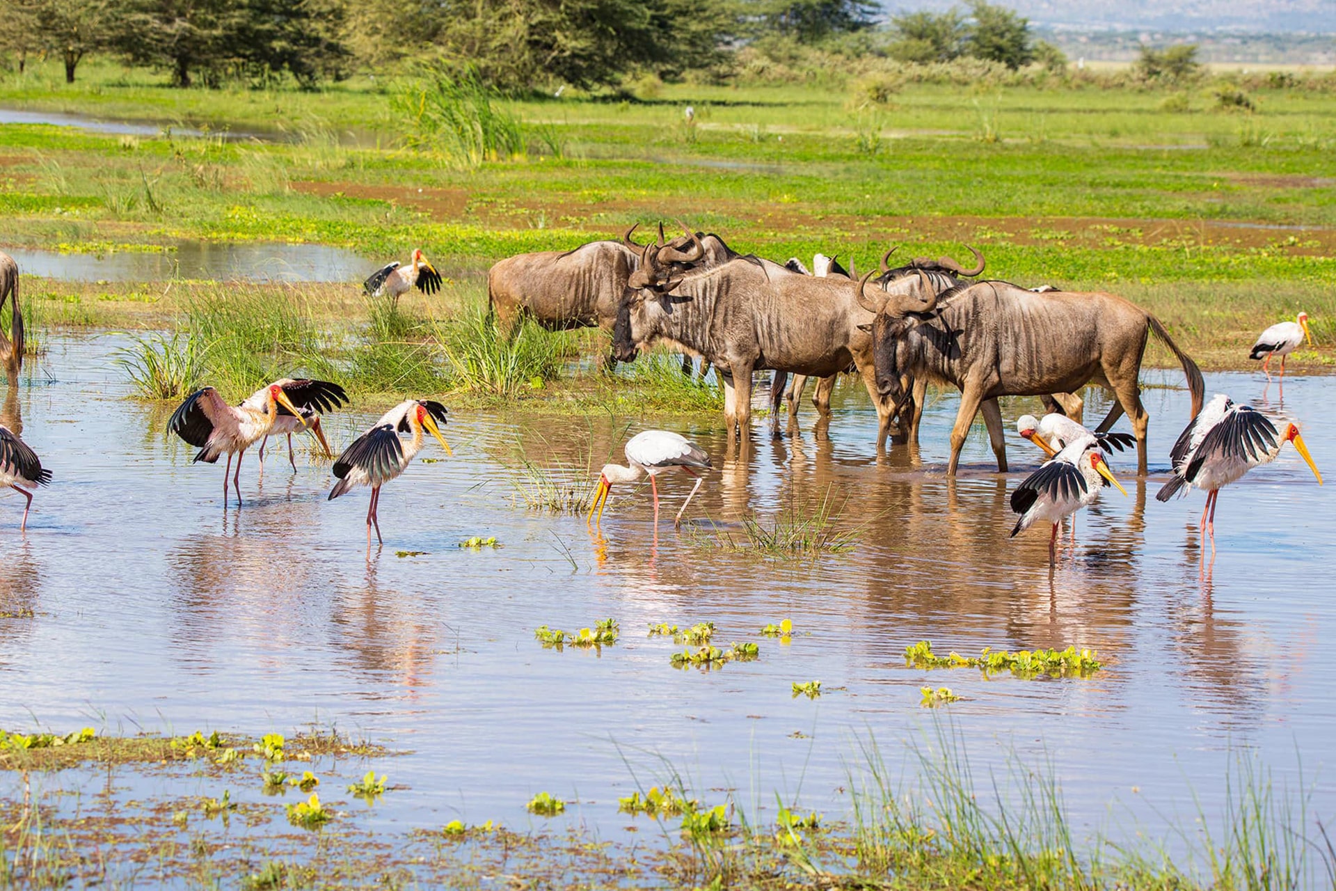 lake manyara